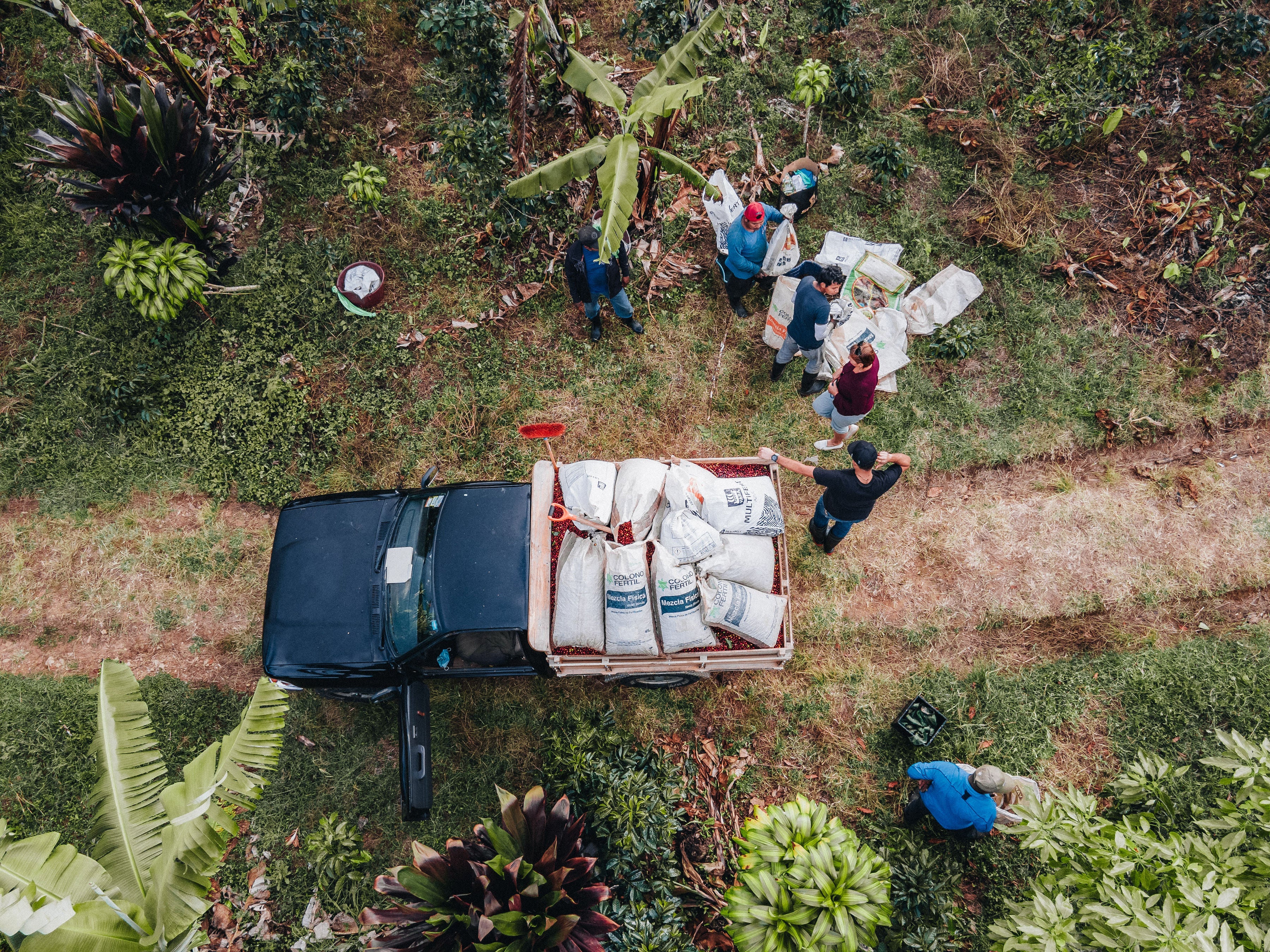 Costa Rica Coffee, Finca Las Mercedes, Washed Process - Volcanica Coffee