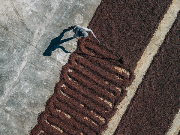 Costa Rica Coffee, Finca Las Mercedes, Natural Process - Volcanica Coffee