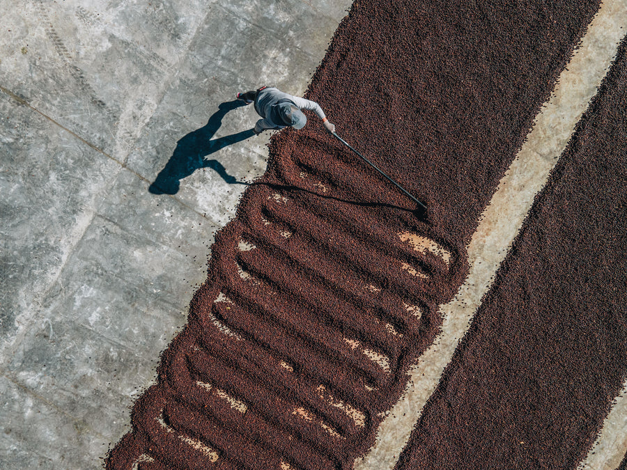 Costa Rica Coffee, Finca Las Mercedes, Natural Process - Volcanica Coffee