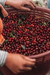 Costa Rica Coffee, Finca Las Mercedes, Natural Process - Volcanica Coffee