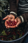 Costa Rica Coffee, Finca Las Mercedes, Natural Process - Volcanica Coffee
