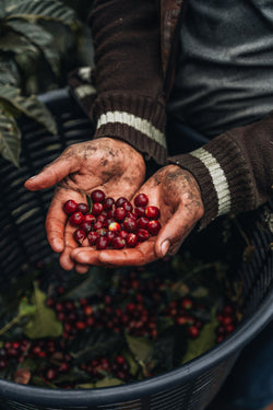 Costa Rica Coffee, Finca Las Mercedes, Natural Process - Volcanica Coffee