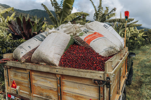 Costa Rica Coffee, Finca Las Mercedes, Washed Process - Volcanica Coffee