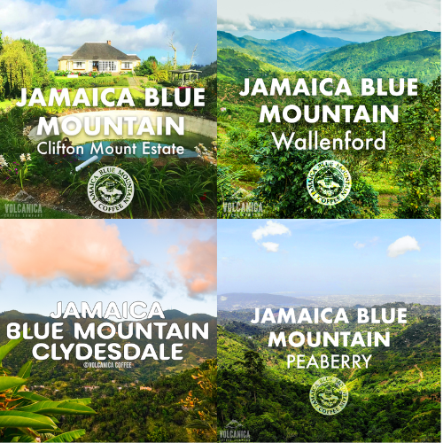 Jamaica Blue Mountains Coffee Roasters