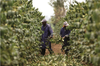 Tanzania AA Coffee - Volcanica Coffee