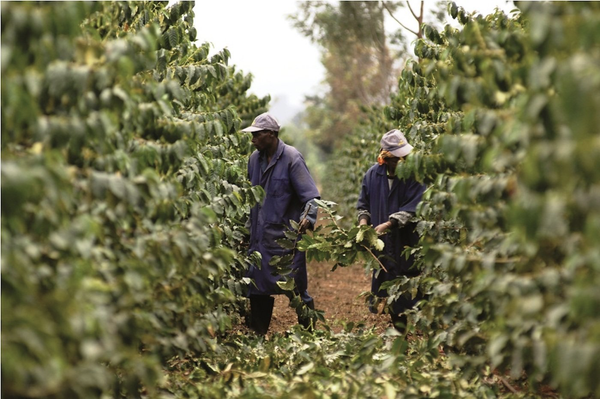 Tanzania AA Coffee - Volcanica Coffee