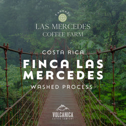 Costa Rica Coffee, Finca Las Mercedes, Washed Process - Volcanica Coffee