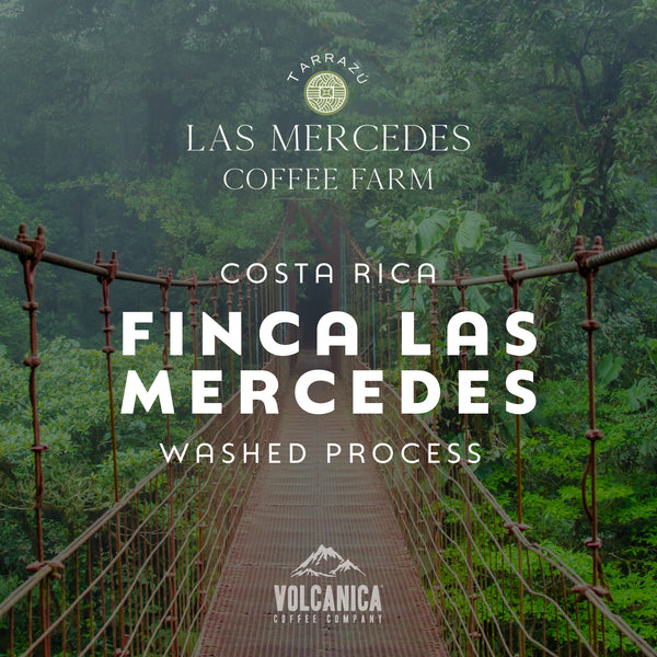 Costa Rica Coffee, Finca Las Mercedes, Washed Process - Volcanica Coffee