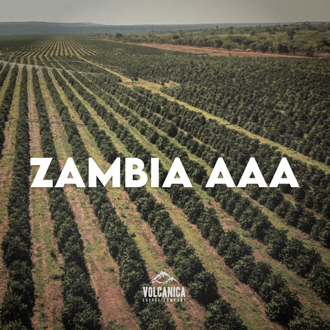 Zambia Coffee AAA