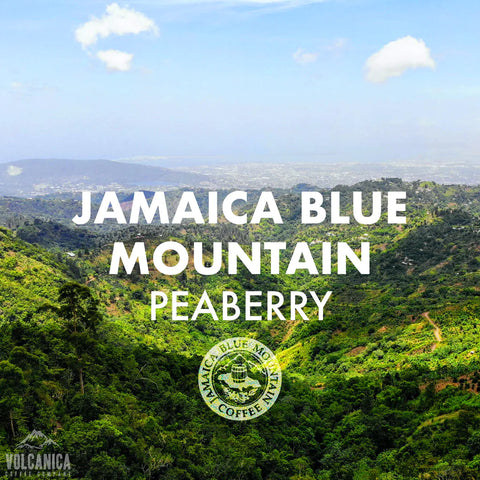 Blue Mountain Peaberry Coffee