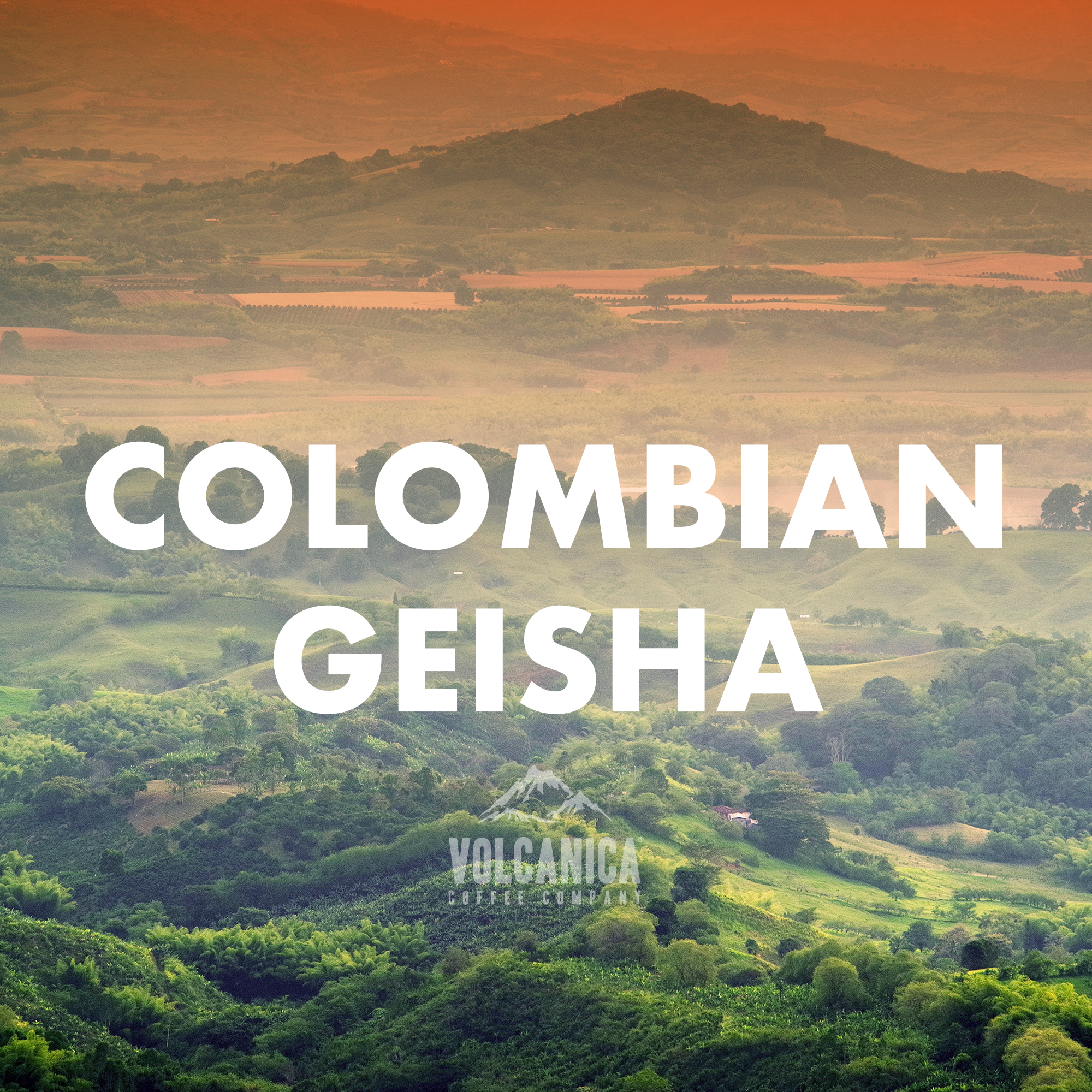 Colombian Geisha Coffee	