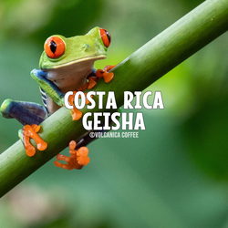 Costa Rica Geisha Coffee