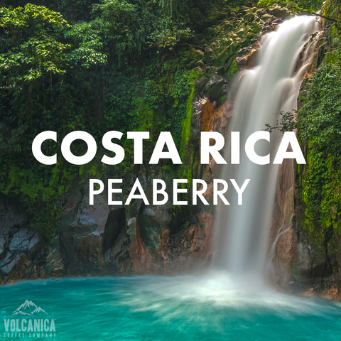 Costa Rica Peaberry Coffee