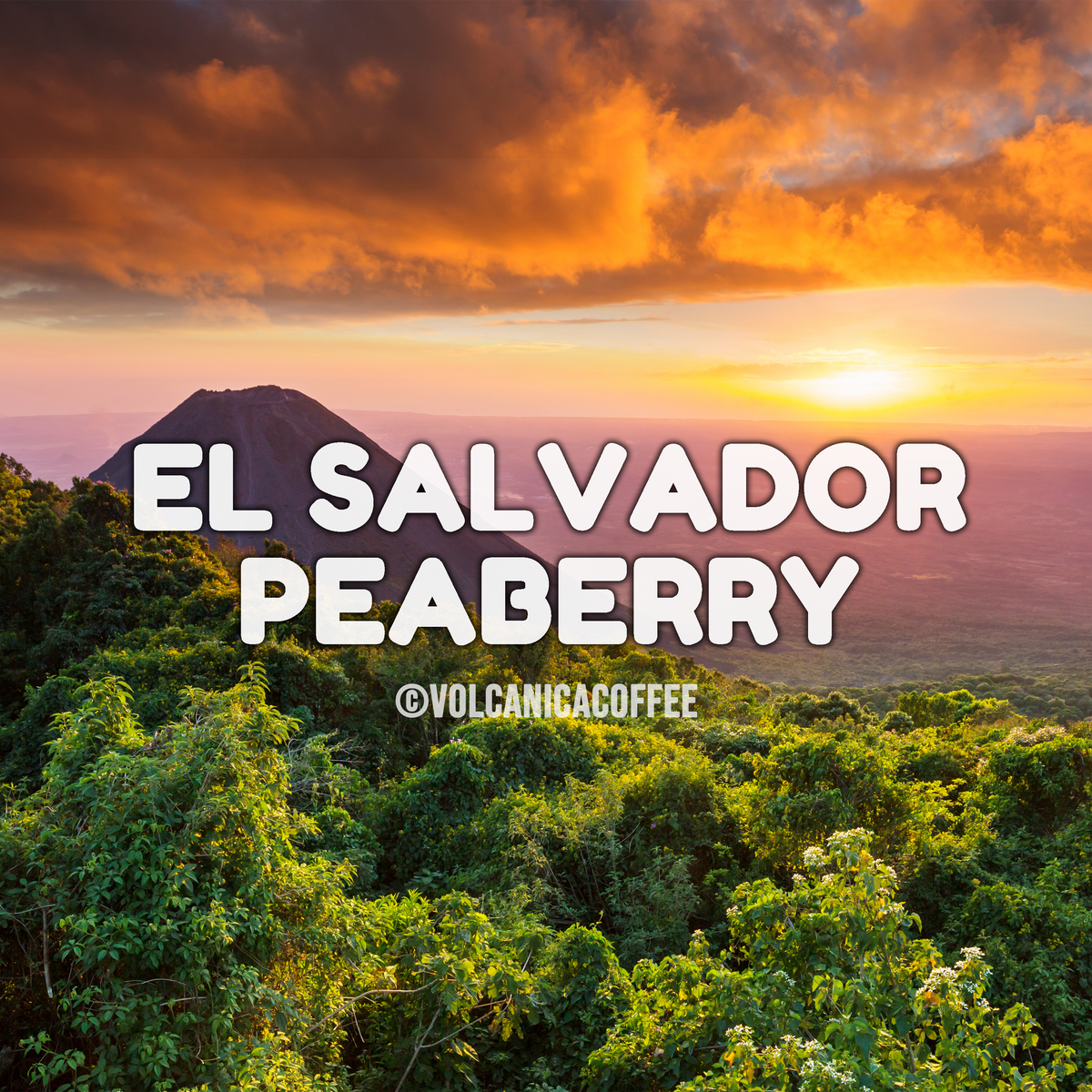 El Salvador Peaberry Coffee