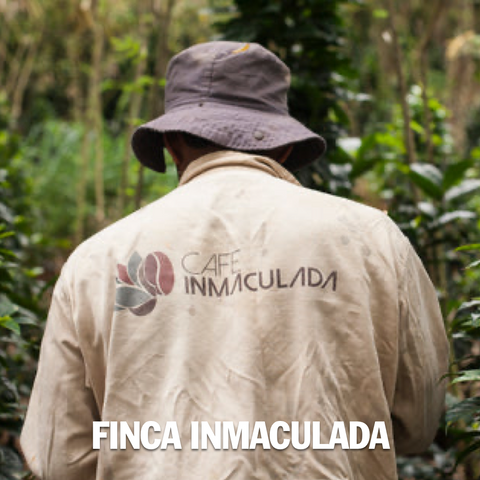 Colombia, Camilo Merizalde, Finca La Inmaculada, Sudan Rume Coffee - Volcanica Coffee