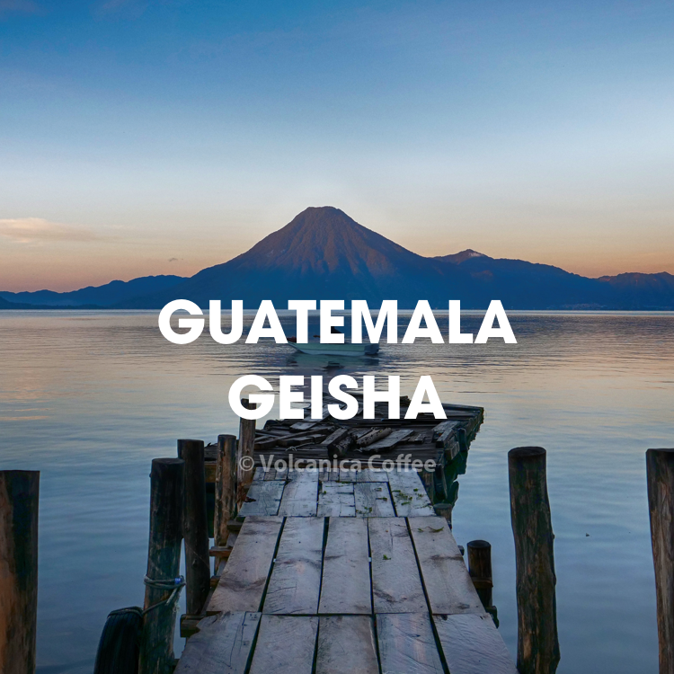 Guatemala Geisha Coffee