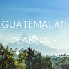 Guatemala Peaberry Coffee - Peaberry Coffee Connoisseur Gift Box