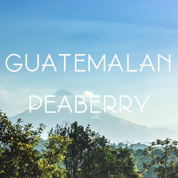 Guatemala Peaberry Coffee - Peaberry Coffee Connoisseur Gift Box