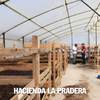 Colombia, Finca La Pradera Oscar Daza, Wine Yeast Coffee - Volcanica Coffee