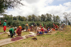 Tanzania AA Coffee - Volcanica Coffee