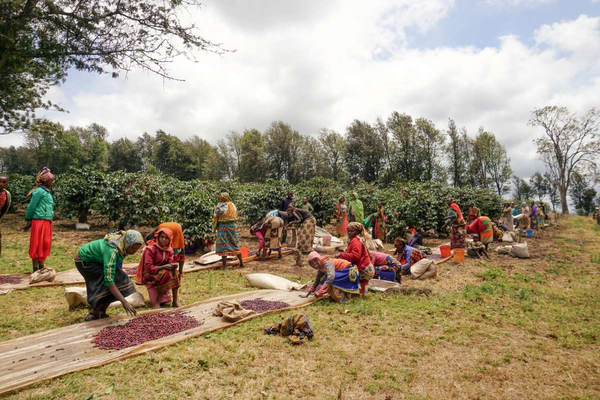 Tanzania AA Coffee - Volcanica Coffee