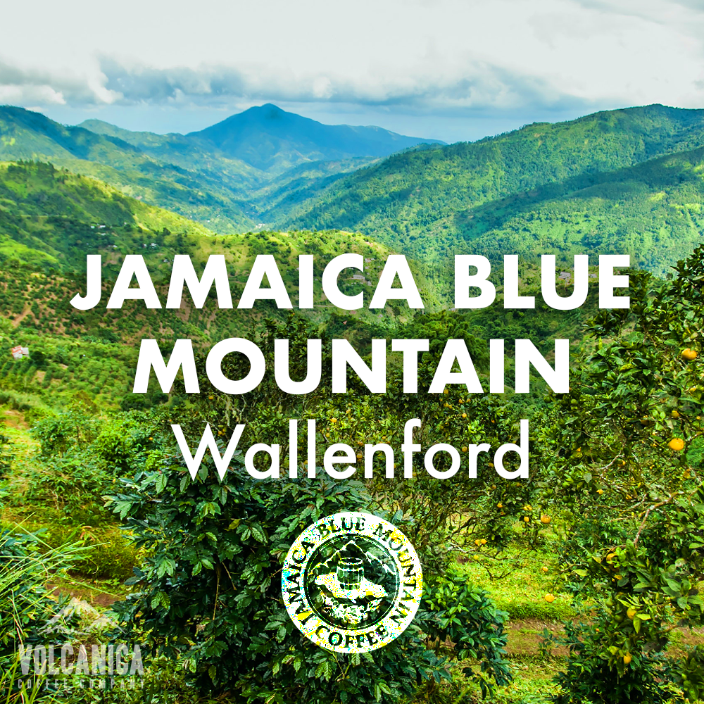 Jamaican Blue Mountain Coffee Beans Wallenford