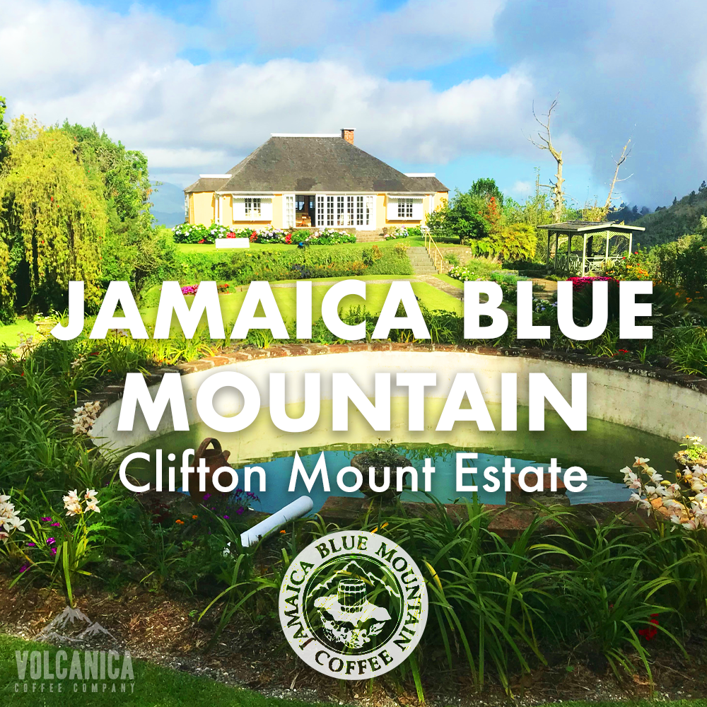 Jamaican Blue Mountain Coffee Clifton Mount Estate