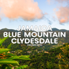 Jamaican Blue Mountain Coffee
