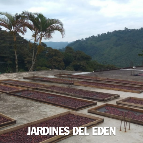 Colombia, Jardines Del Eden Felipe Arcila, Orange Velvet Coffee - Volcanica Coffee