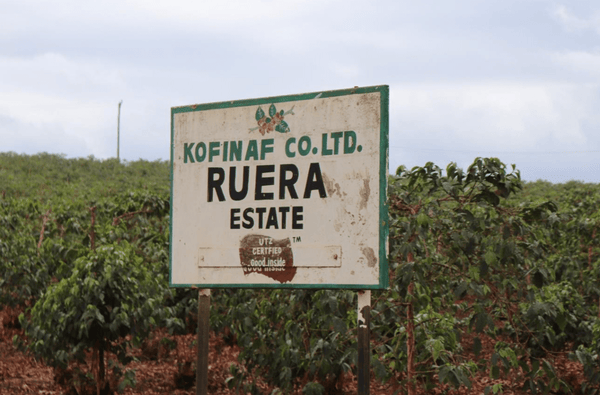 Kenyan Natural Process Coffees	