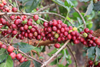 Kenya Coffee Natural Process
