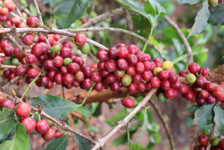 Kenya Coffee Natural Process