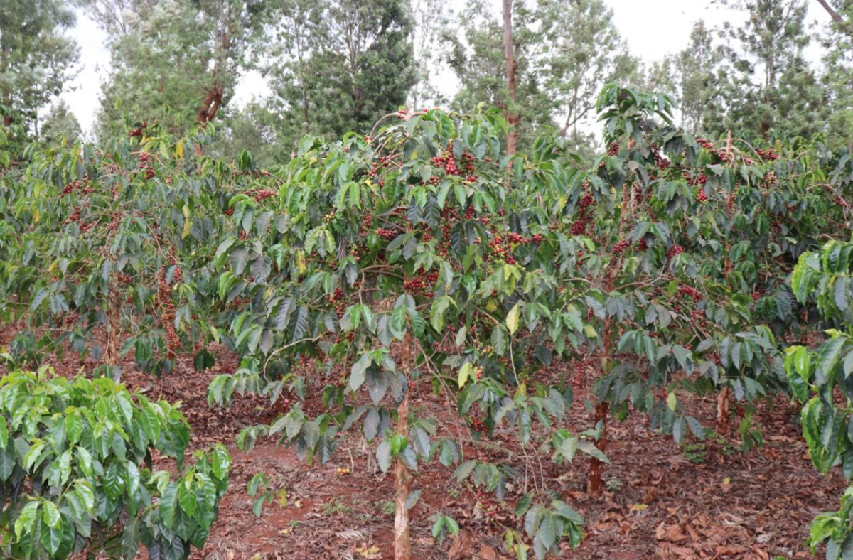 Kenya Coffee Natural Process