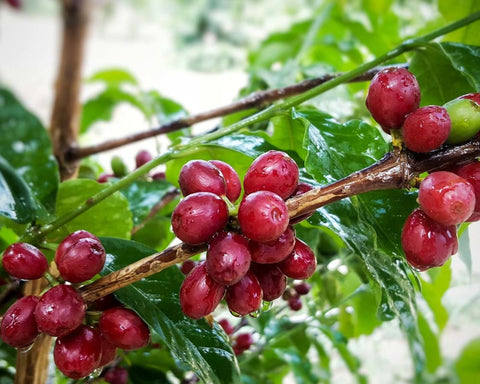 Yemen Coffee, Haraaz AA - Volcanica Coffee