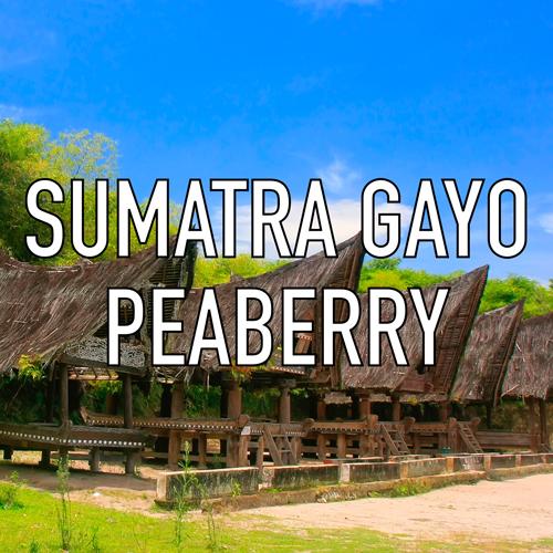 Sumatra Gayo Peaberry Coffee