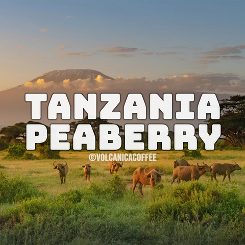 Tanzania Peaberry Coffees