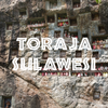 Toraja Sulawesi Coffee White Eagle