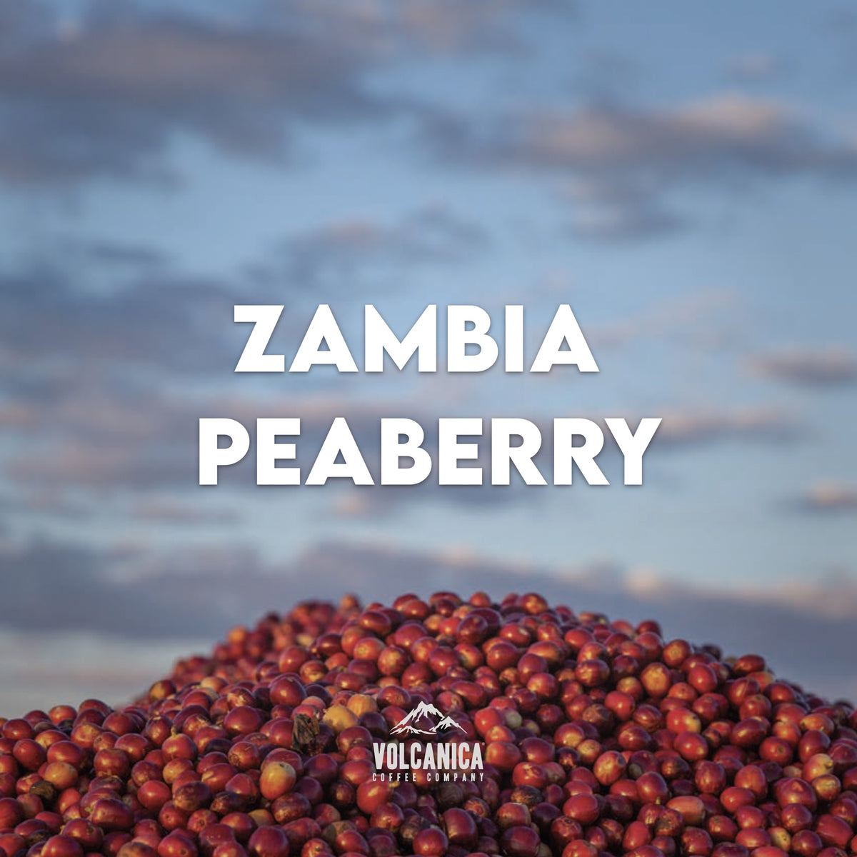 Zambia Peaberry coffee